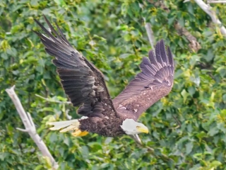 Eagle taking off near Margot creek 8794