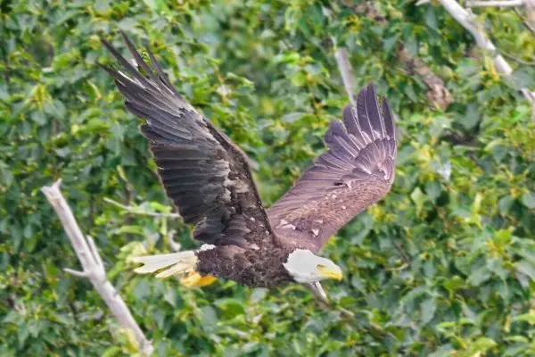 Bald eagle taking off near Margot Creek