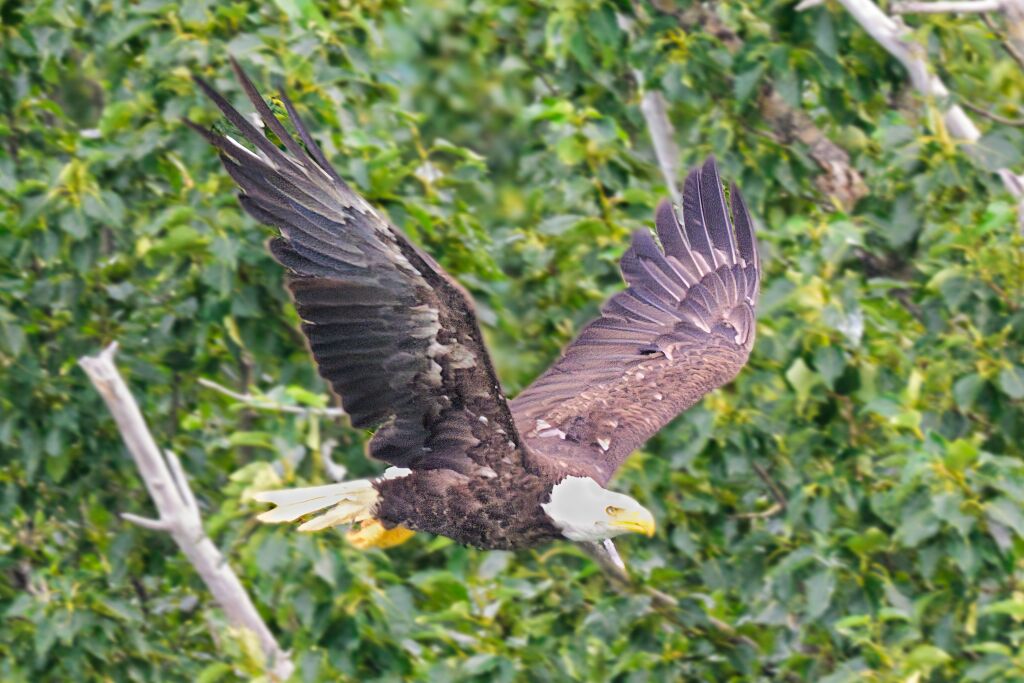 Eagle taking off near Margot creek 8794