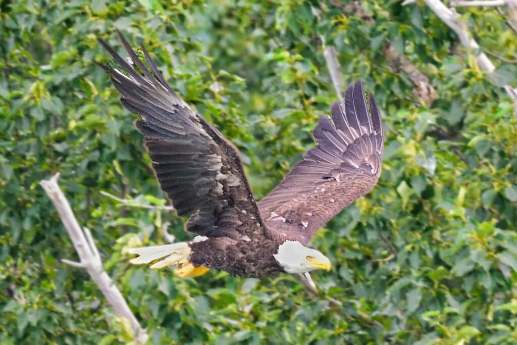 Eagle taking off near Margot creek 8794