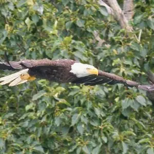 Eagle at Margot Creek