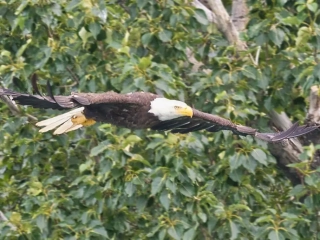 Eagle at Margot Creek 8795