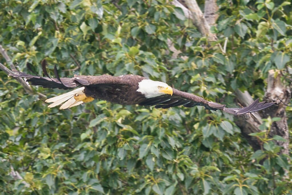 Eagle at Margot Creek 8795