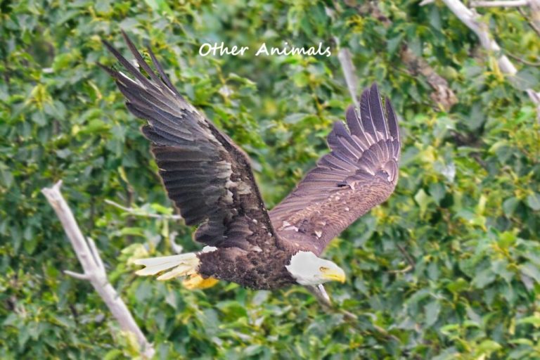 Bald Eagle near Margot Creek