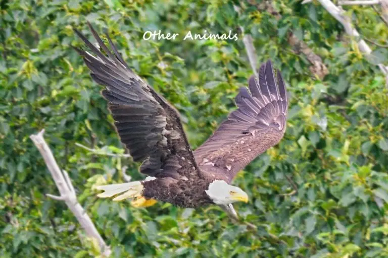Bald Eagle near Margot Creek